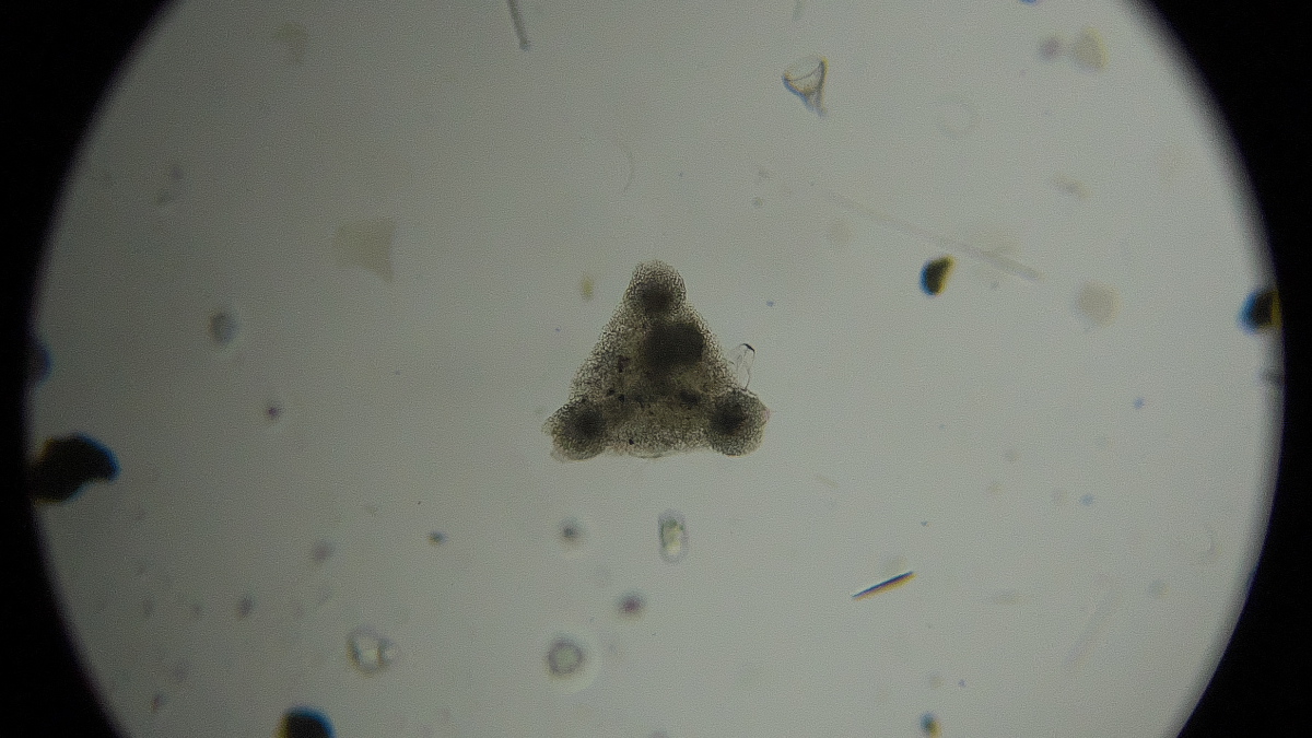 microscope61's tweet photo. 練馬区のRC GEAR で4月27日に行われた放散虫の顕微鏡観察ワークショップに行ってきました。千葉の天津層(1枚目)や佐渡ヶ島の海岸の砂のサンプル(2枚目・有孔虫)でプレパラートを作ったり、ミクロワールドサービスの高価なバルバドス産放散虫プレパラート(3枚目)を観察しました。#放散虫 #RCGEAR https://t.co/JNVKAkGlVE
