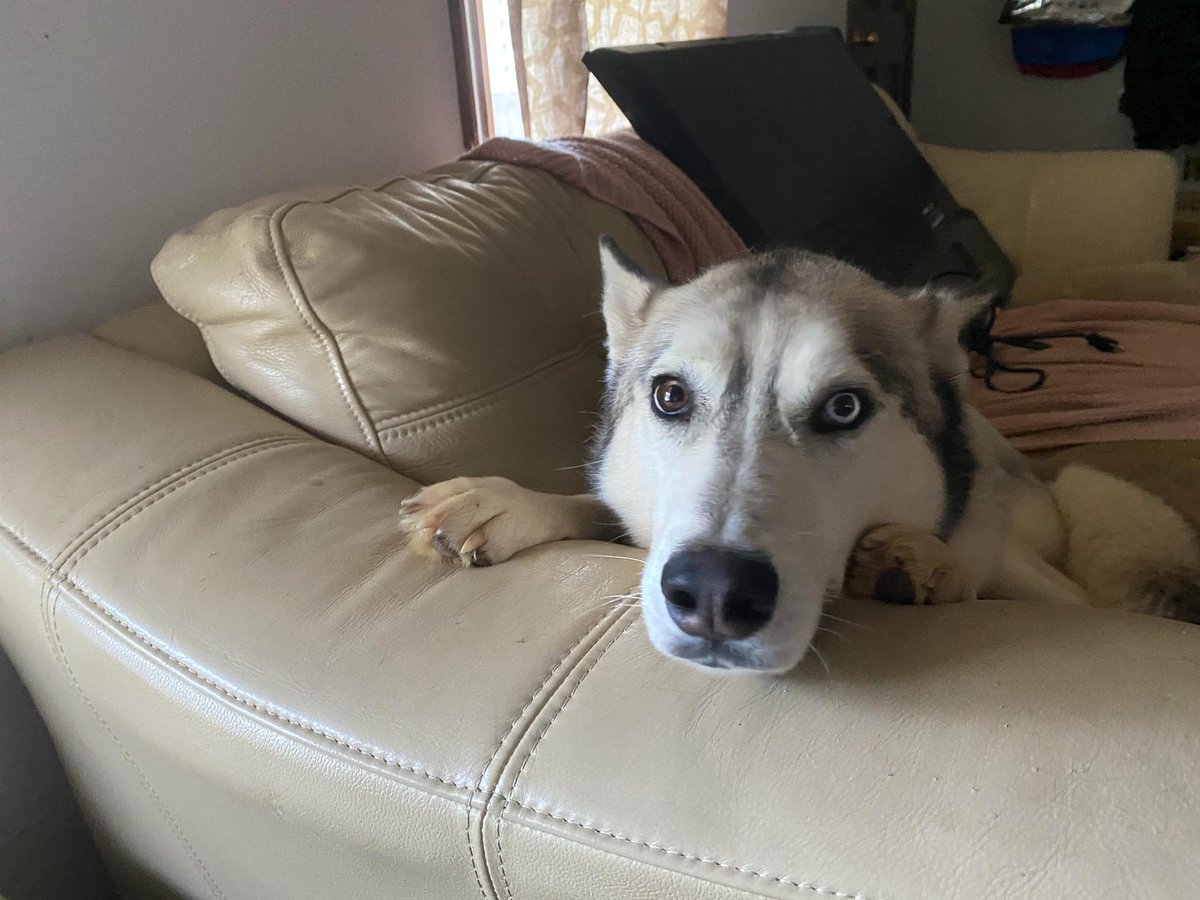 Just lost my husky, he died suddenly in the yard, I'm devastated, I heard him howl and he was gone before I could run to him.