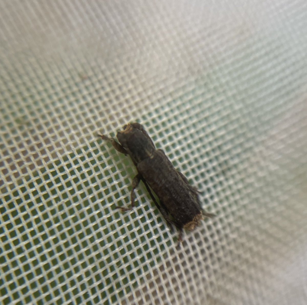 Tofuinsect's tweet photo. 甲虫を中心に色々採集しております。
採集時の写真や展足写真をメインで投稿しますので、虫が好きな方は是非覗いてみてください。 https://t.co/Y6N8Gjfbq0