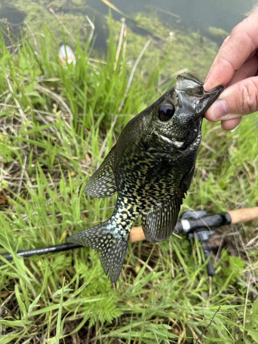 BlueHeronBass's tweet photo. Some of the darkest crappie I’ve seen. https://t.co/ogTJ31QEyG