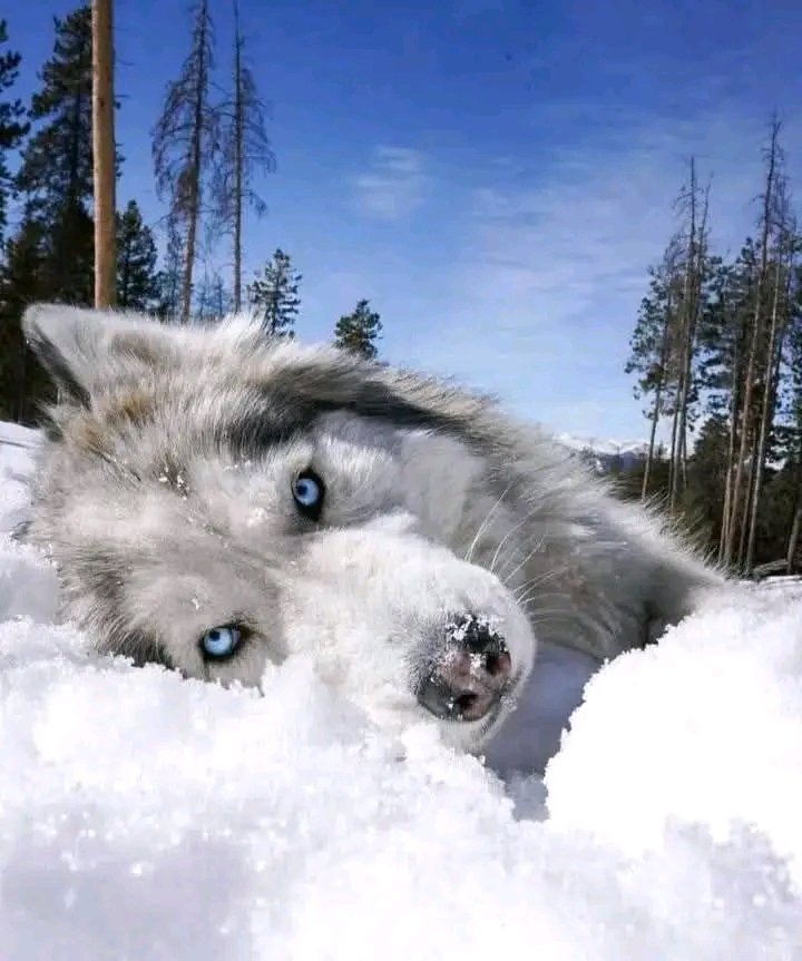 wolfempiree's tweet image. So cute