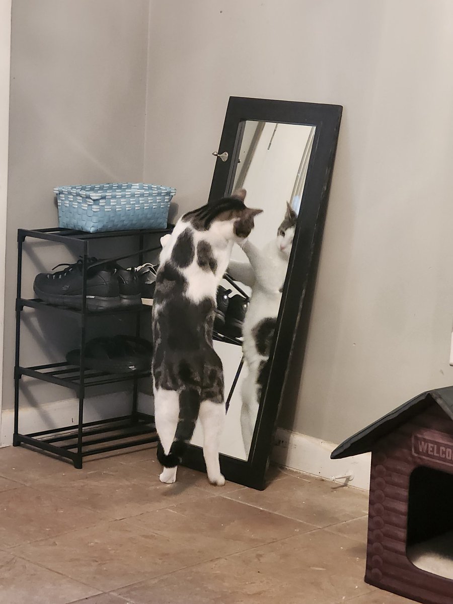 TheNerdyCatLady's tweet photo. My mirror fell off the wall and she can't resist checking herself out lol. She loves mirrors. 😻😹 #CatsOfTwitter https://t.co/Suo2IWquwe