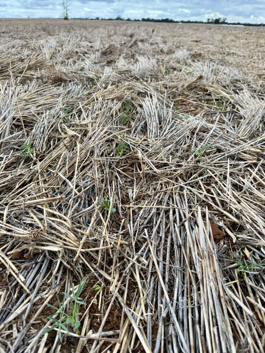 Chris Bell tweet media