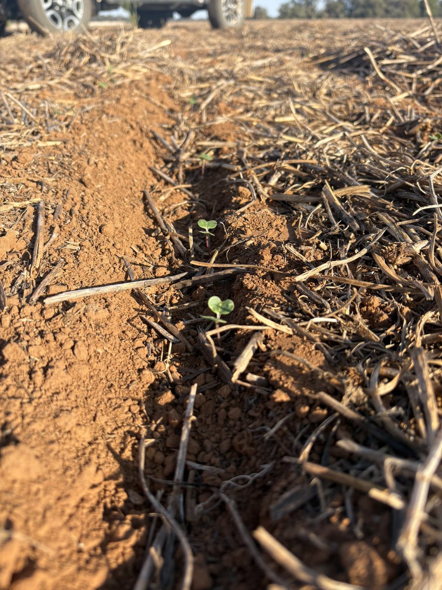 Chris Bell tweet media