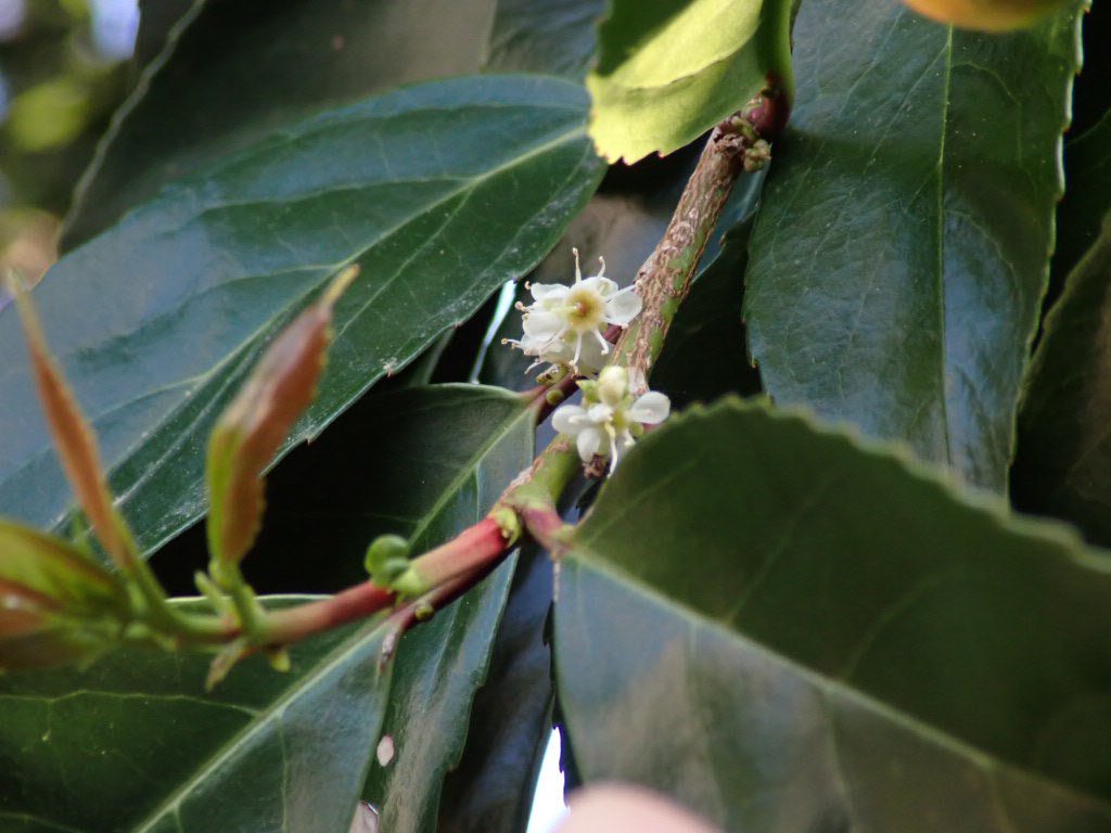 バクチノキ
これは良い