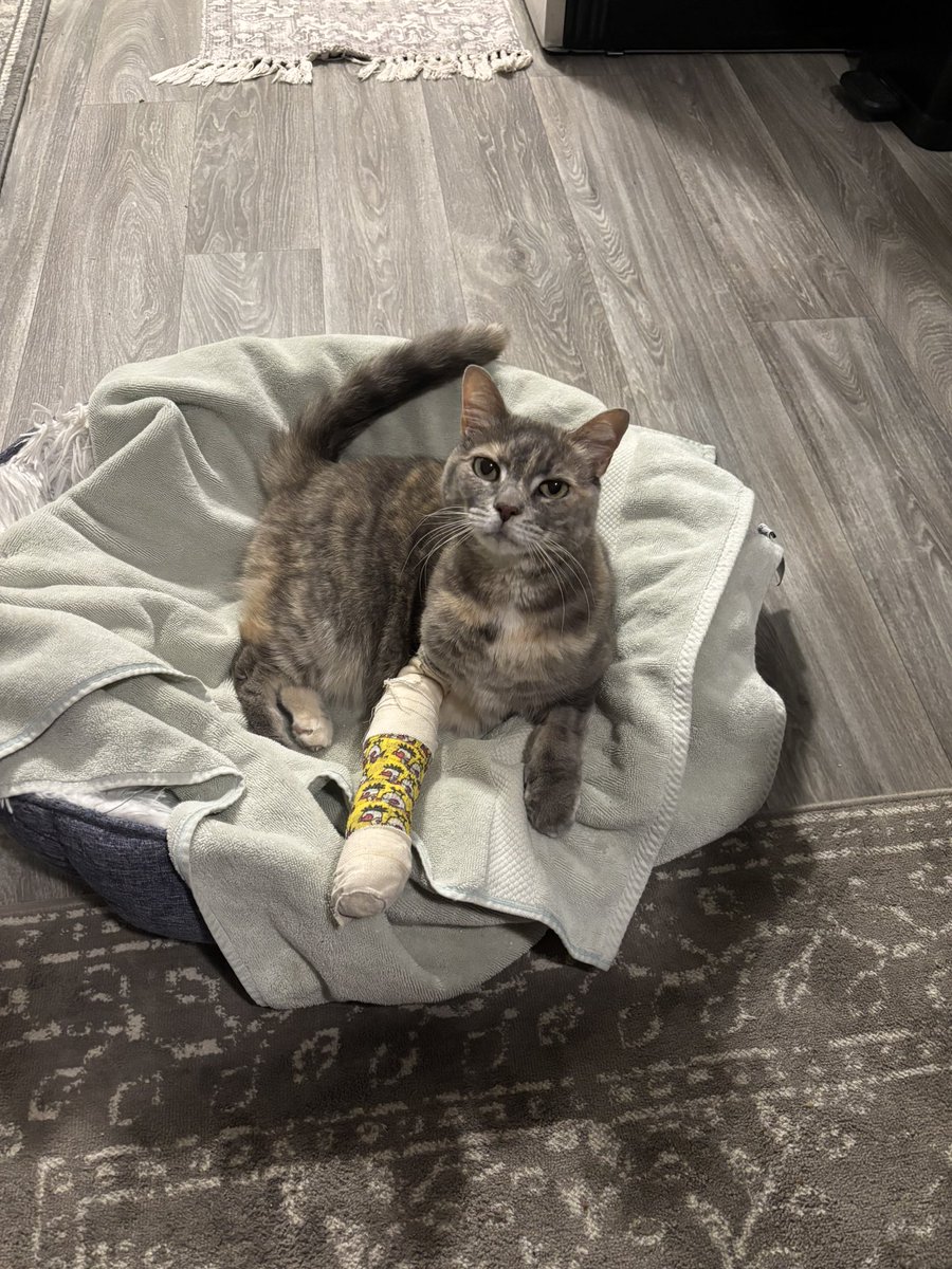rusweez's tweet photo. @feederofcats It’s so great to see her splints are off!! My 13 y/o baby that I lost in March tragically never got hers off. She passed due to reasons unrelated to her fracture. I’ve been following Wonton’s journey closely, and I am rooting for you both!! Thank you for the updates.💓 https://t.co/NBnoO5umep