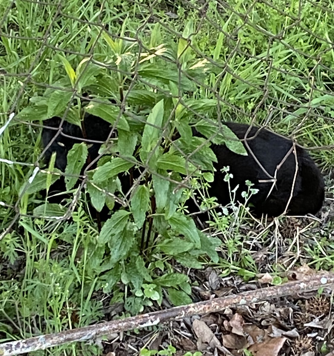 Being watched through a weed...
#cats #panfur #blackcats