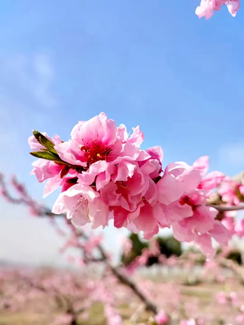 ExploreGansu's tweet photo. 🌸🌸🌸 #Peachblossoms are in full bloom in Qin'an county of #Tianshui, #Gansu province. #GansuTravel #SpringinGansu #FloralGansu #GansuBeauty https://t.co/xXSu39bK6J