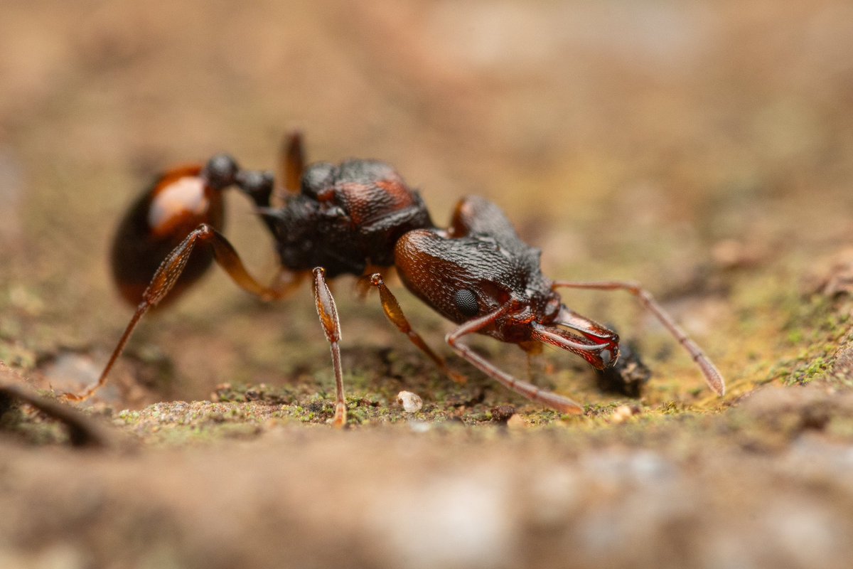 ant__frank's tweet image. First time seeing a goblin ant (Orectognathus sp.). This is a queen found in Lamington national park, Qld 🇦🇺 (2025)