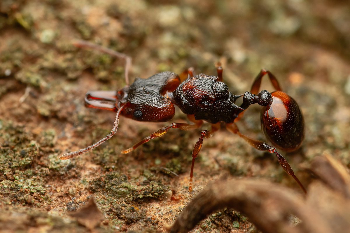 ant__frank's tweet image. First time seeing a goblin ant (Orectognathus sp.). This is a queen found in Lamington national park, Qld 🇦🇺 (2025)