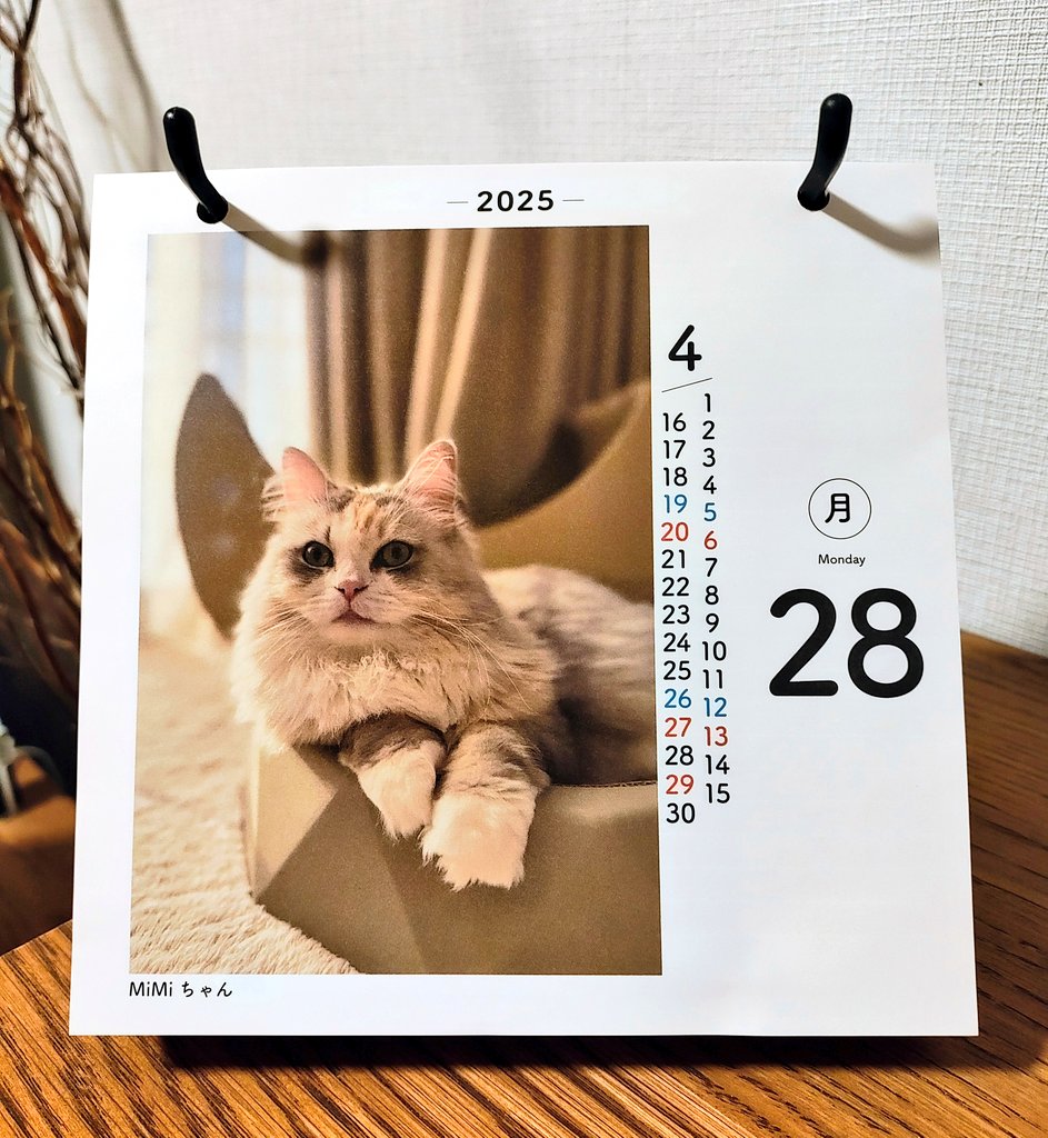 one_of_MURAKAMI's tweet photo. 今日はMiMiちゃんの日😺✨

#日めくりニャンコ https://t.co/US67cd68B1