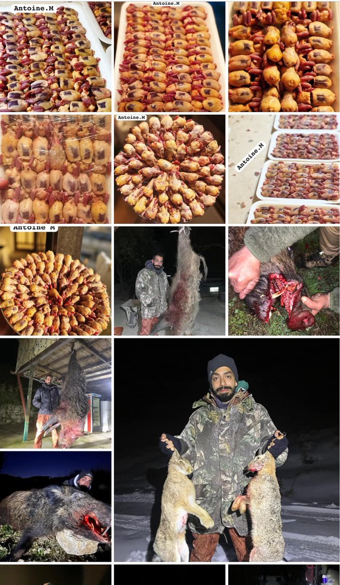 Rrogersaad's tweet image. مجازر كبيرة بحق الطيور والخنزير والارانب والنيص خارح موسم الصيد ومخالفا للقانون الذي يمنع الصيد في الليل كمان..سلسلة مخالفات بحق العصافير والطبيعة ضروري توقيفه وتغريمه طبقا للقانون
@LebISF @GhinaNahfawi @saydehnawwar @malaeb_kamal