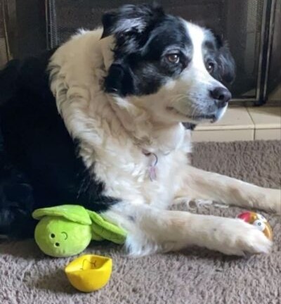 Border Collie Trust tweet media