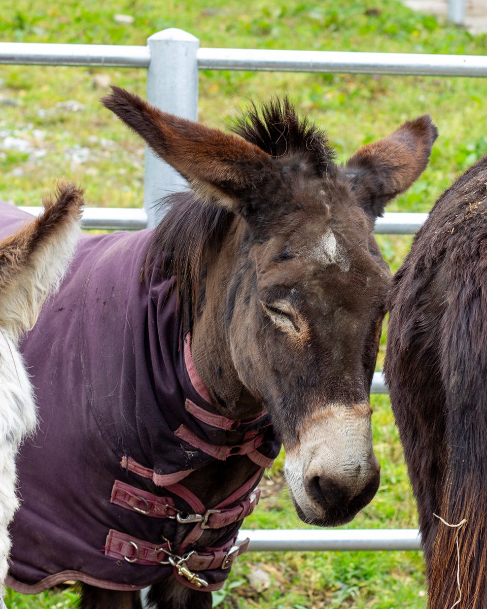 Donkeys often snooze standing up 😴 but, when they're in a deep sleep, they're typically lying down. They usually only sleep up to 5 hours daily due to their natural instincts to watch for predators!