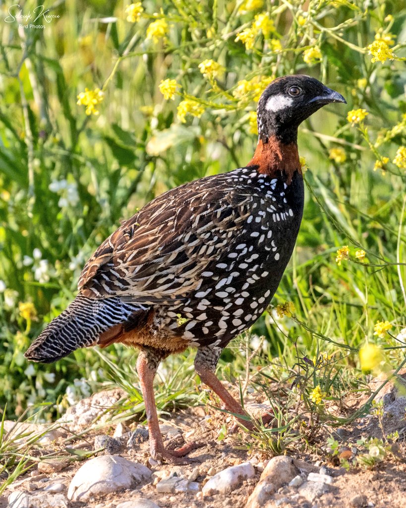 skuscu46's tweet image. Onu gördüğüm zaman çok seviniyorum, çünkü arazilerde seslerini duyuyorum ama kendisini pek göremiyorum. Dün şanslı anlarımdandı...

#turaç #selcuk_kuscu_birds #KahramanmaraşKuşları