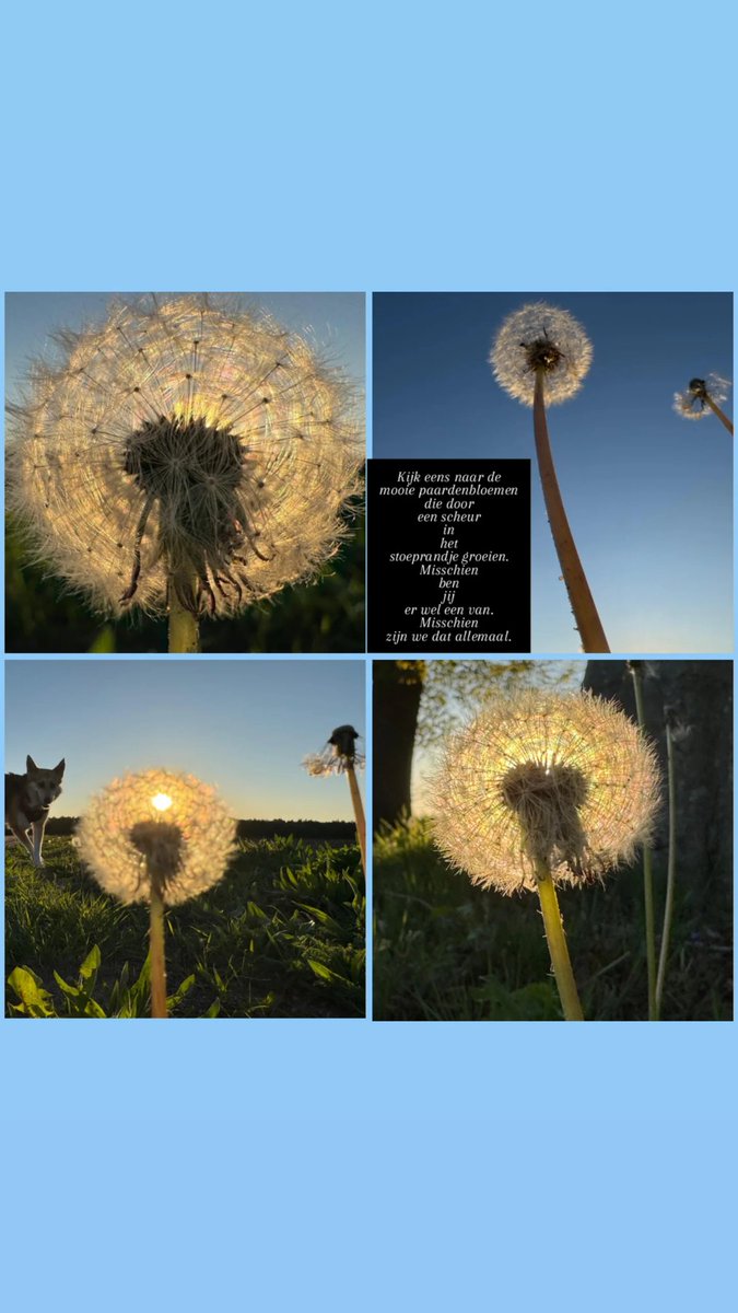 "Kijk eens naar de
mooie paardenbloemen
die door
een scheur
in
het
stoeprandje groeien.
Misschien
ben
jij
er wel een van.
Misschien
zijn we dat allemaal"