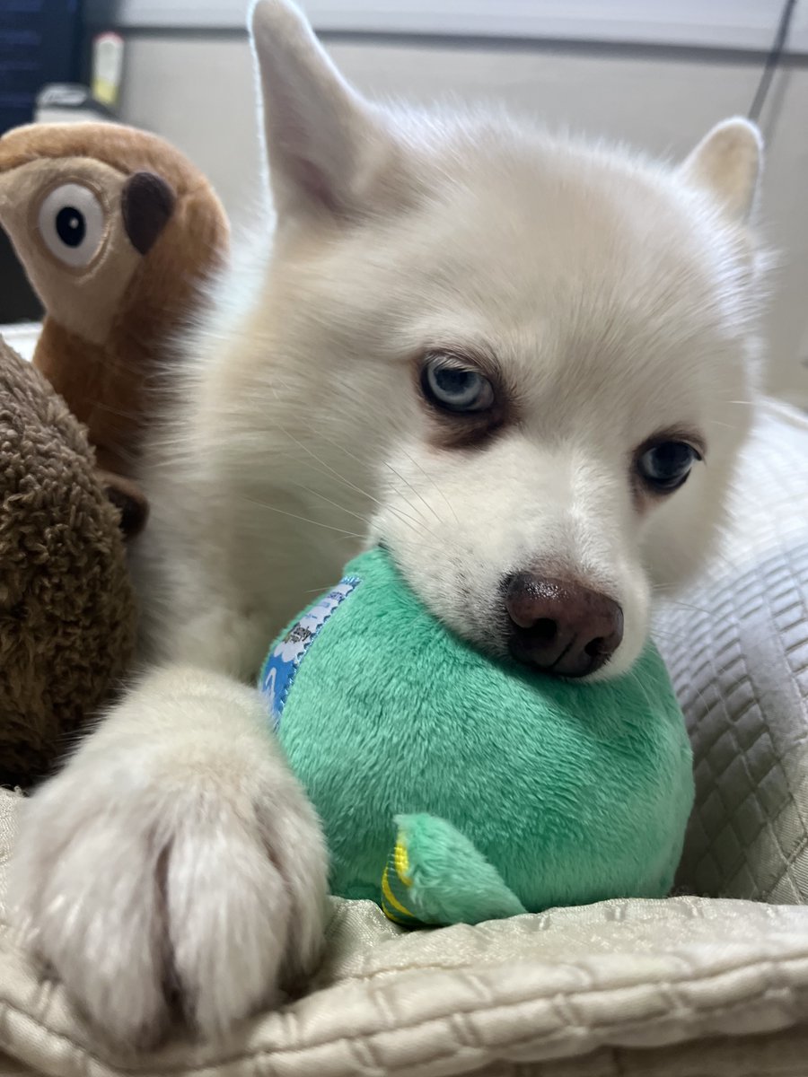 처음엔 여우를 고르더니 급 문어로 ㅋㅋㅋㅋ
아사가 좋아할거같아서 산 여우랑 문어는 합격
웅니 취저로 고른 새랑 아이스에이지걔는 탈락 ㅠㅋㅋㅋㅋㅋ