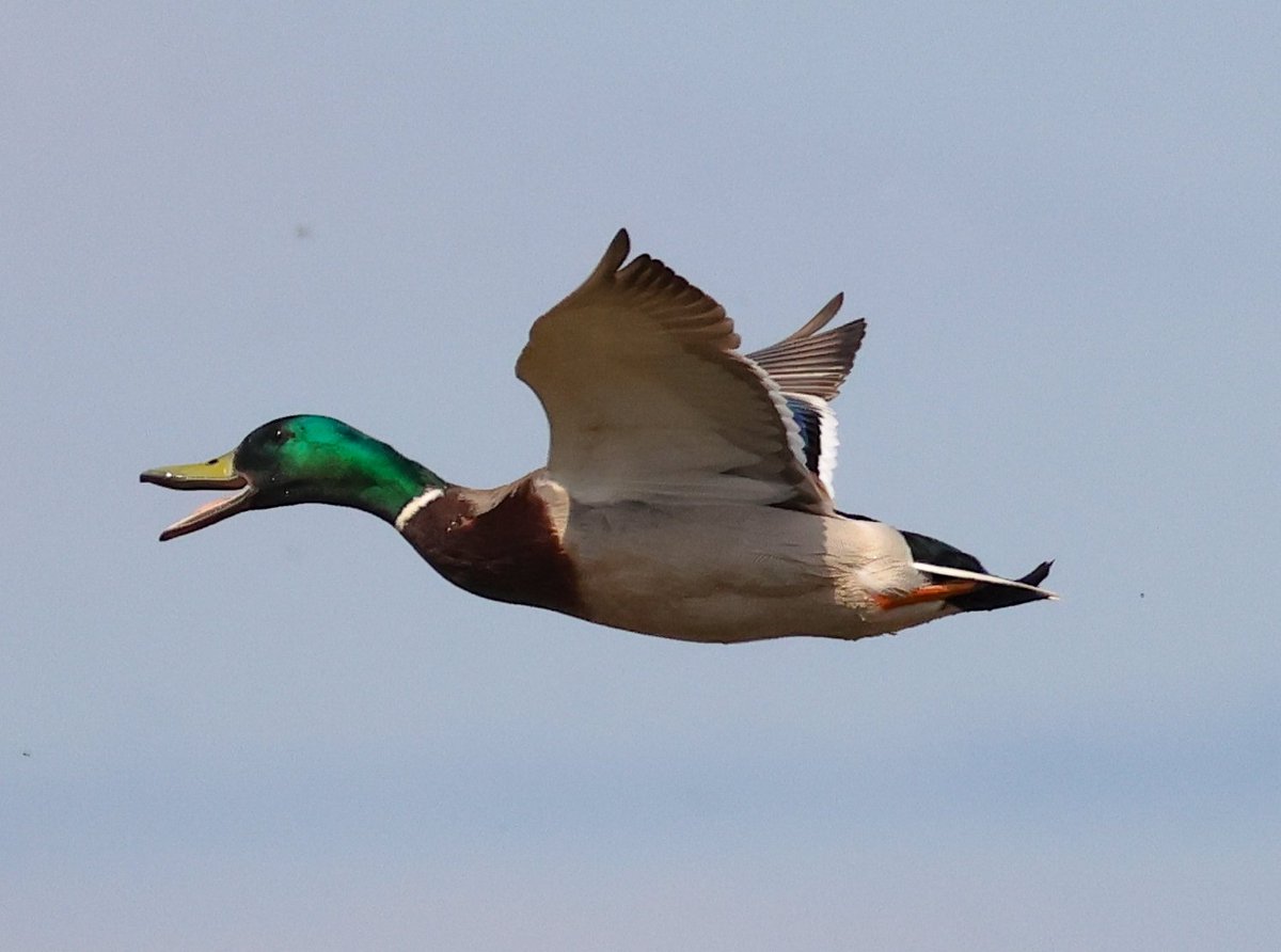 A few from a brief visit to Far Ings Yesterday <a href="/Lincsbirding/">Lincsbirding</a>