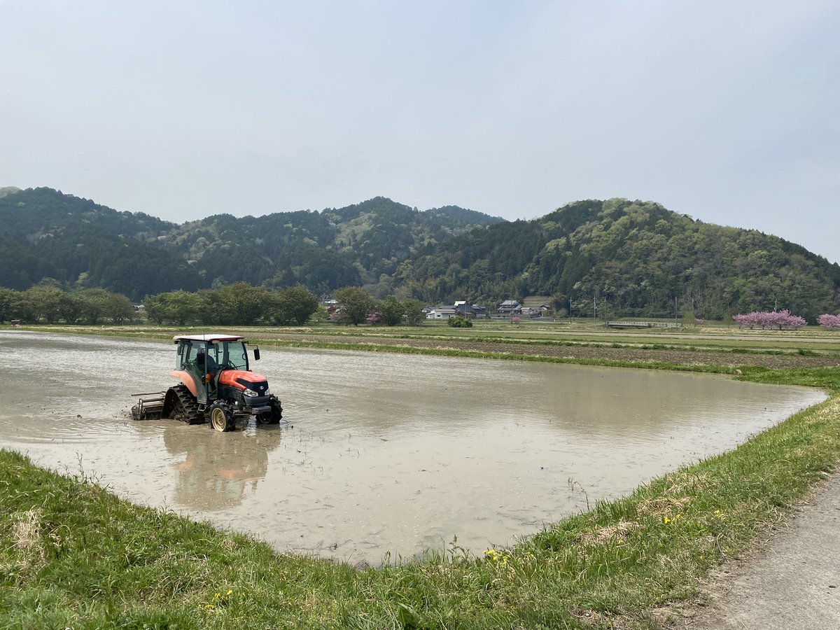 coco_sasayama's tweet image. 皆さんGWはどうお過ごしですか。
cocosasayamaでは代掻きを行いました。
土を平らになり苗を植えやすくなり、雑草も生えにくくなります。
5月の田植えの準備完了です。