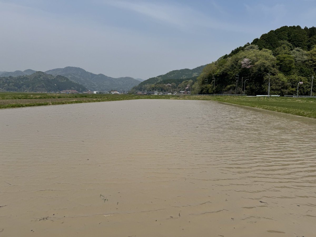 coco_sasayama's tweet image. 皆さんGWはどうお過ごしですか。
cocosasayamaでは代掻きを行いました。
土を平らになり苗を植えやすくなり、雑草も生えにくくなります。
5月の田植えの準備完了です。