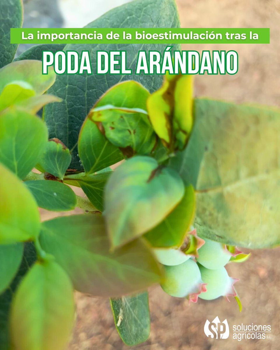 La #poda del #arándano 🫐 es el período de más estrés para esta planta.

En <a href="/SP_Soluciones/">SP Soluciones Agrícolas</a> recomendamos su #bioestimulación para que mejore la circulación de la savia y favorezca la formación de brotes y madera, lo que reduce la mortalidad y protege la producción y rentabilidad.