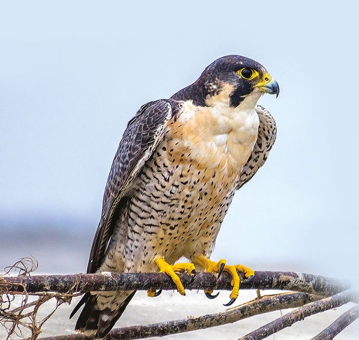 Gökdoğan (Falco peregrinus), dünyanın en hızlı hayvanı olarak bilinen ve doğangiller (Falconidae) familyasına ait bir yırtıcı kuştur. Yatay uçuşta saatte 180 km hıza ulaşabilen bu kuş, avına dalış yaparken saatte 320 km'ye kadar hızlanabilir; 2005 yılında kaydedilen bir ölçümde
