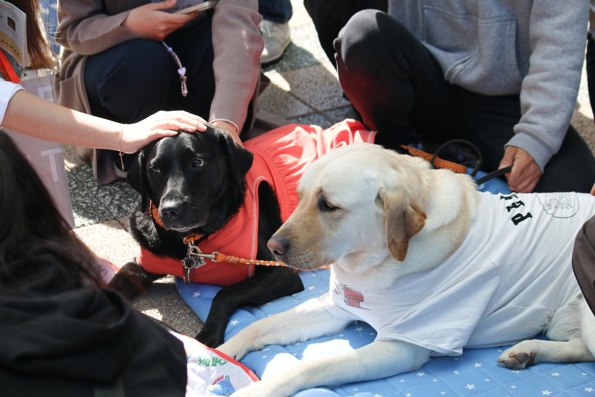 A service dog friendly event was held at Kyushu University's Ito Campus today! Did you get a chance to meet our amazing helpers? 🐾
#KyushuUniversity #KyushuU #AssistanceDogs #ServiceDogs #DogLovers