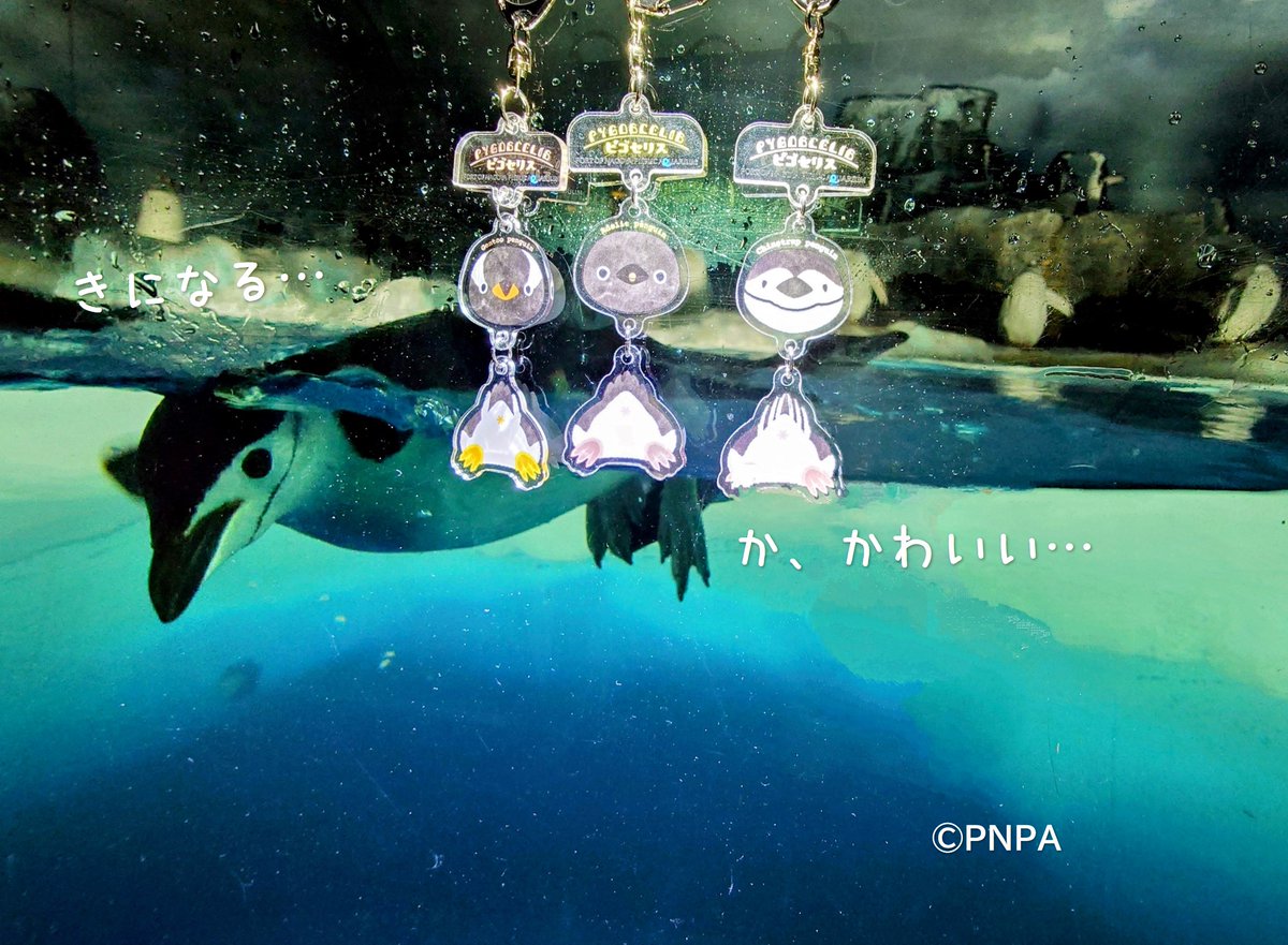 ペンしりグッズ発売開始🎉／ 前回の投稿の答え合わせ🐧💕 ピゴセリス3