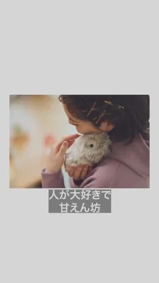 公式】Moflin(モフリン)|感情が育つAIペット (@casio_moflin) / X 公式】Moflin(モフリン)|感情が育つAIペット (@casio_moflin) / X
