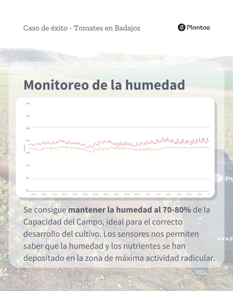 🍅 Tomates en Badajoz: control de humedad en los meses más exigentes 💧📊

📈 ¿Qué nos dicen las gráficas?

Muestran estabilidad, lo que indica que la humedad y los nutrientes se concentran en la zona de máxima actividad radicular, sin pérdidas por percolación.