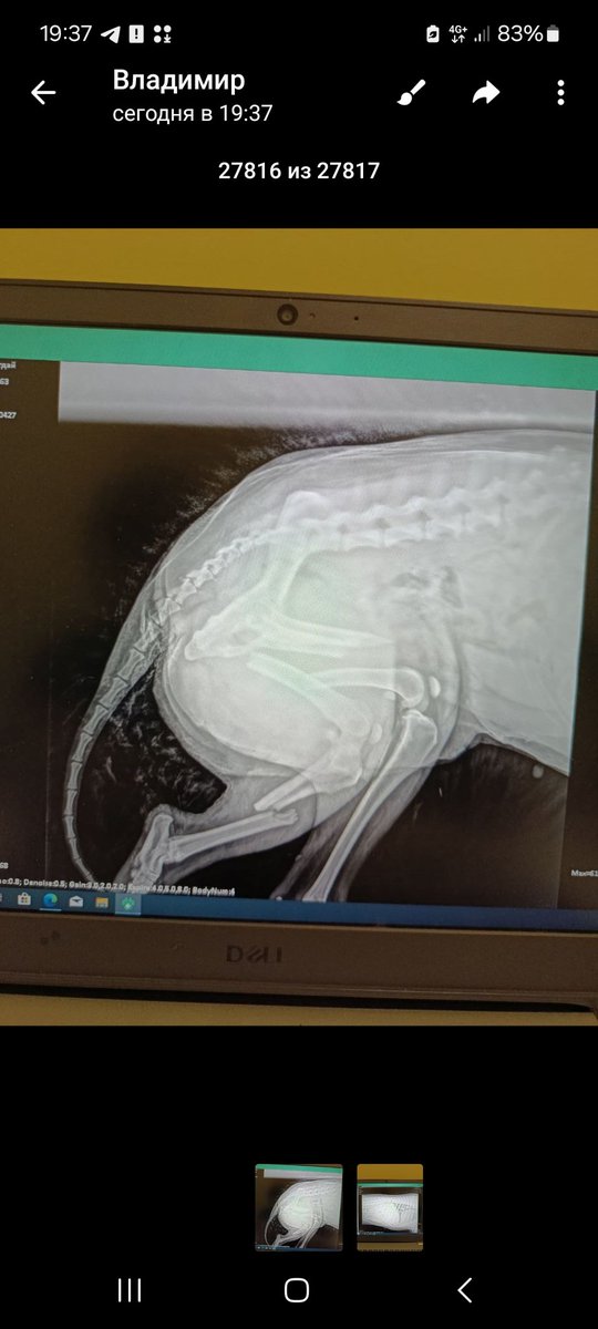 Вот такая у нас картина
Плюс пирик
Нахваталась клещей
Не ест
Моча темная
Печенка подсела

Вчера хотели ее усыпить. Я успела просигналить, что займусь
Оставили