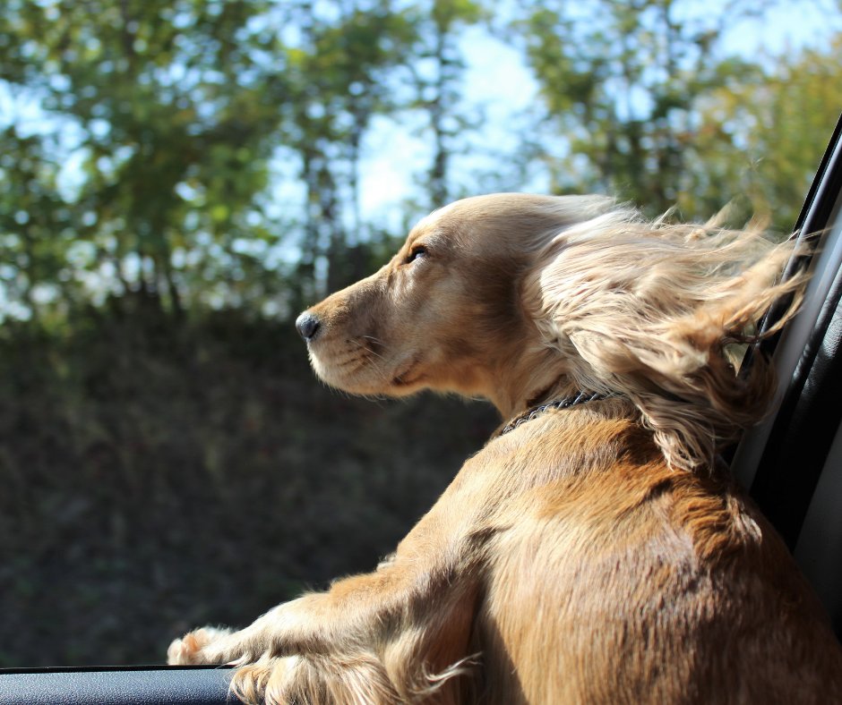 Nothing beats a cool breeze on a hot day! 🐶

If your air-con’s blowing warm, it might just need a regas. We’ve been keeping cars cool for years — so book in &amp; chill out❄️

👉 bit.ly/BookACRegas

(P.S. We couldn’t pick just one cute photo, so here’s a few 😂)
#MondayVibes