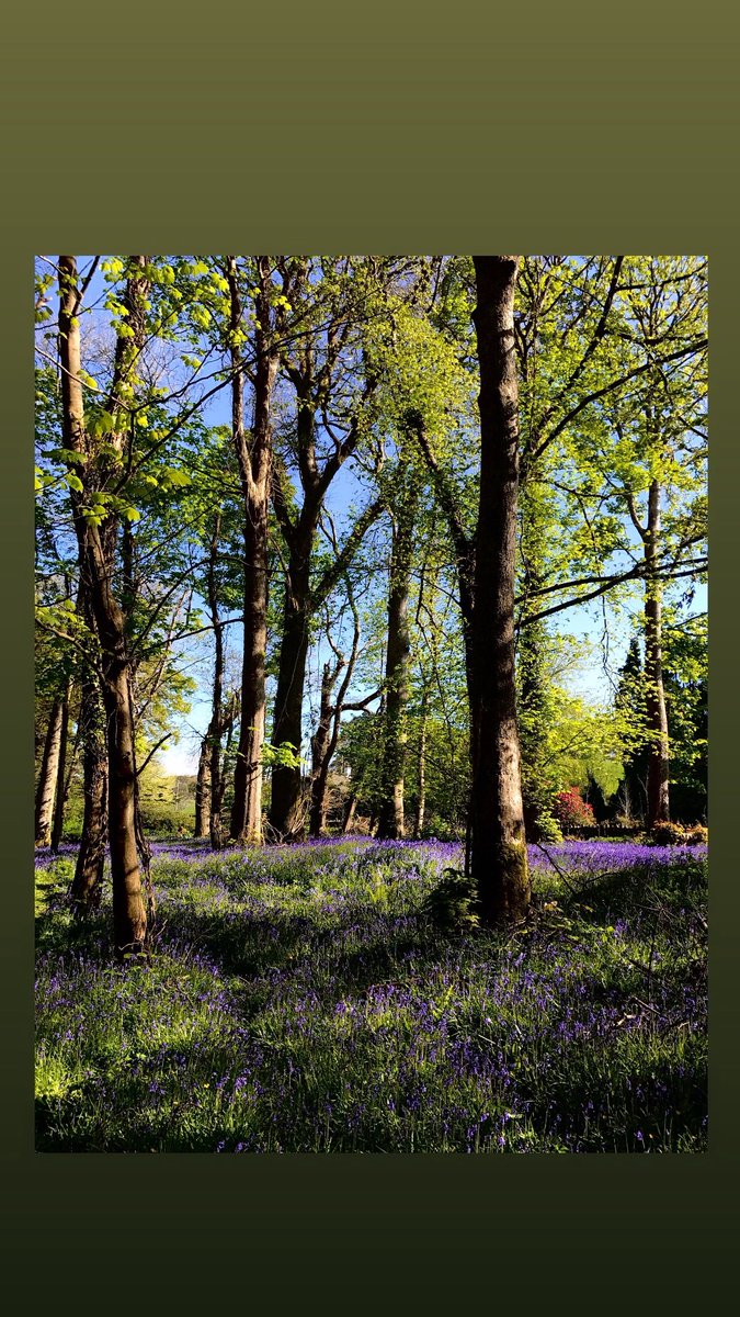 Down Killarney way ..💙🔔 #killarney #ireland #bluebells