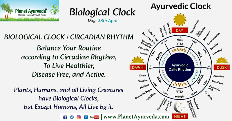 PlanetAyurveda4's tweet photo. Biological Clock Day - April 28
#BiologicalClockDay #BiologicalClock #CircadianRhythm #AyurvedicClock #BalanceYourRoutine #BodyClock #SleepHealth #Wellness #Healthylifestyle #MentalHealth #SelfCare #SleepTips #SleepBetter #Melatonin #Insomnia #Biohacking #Chronobiology https://t.co/70GSTi3Dqi