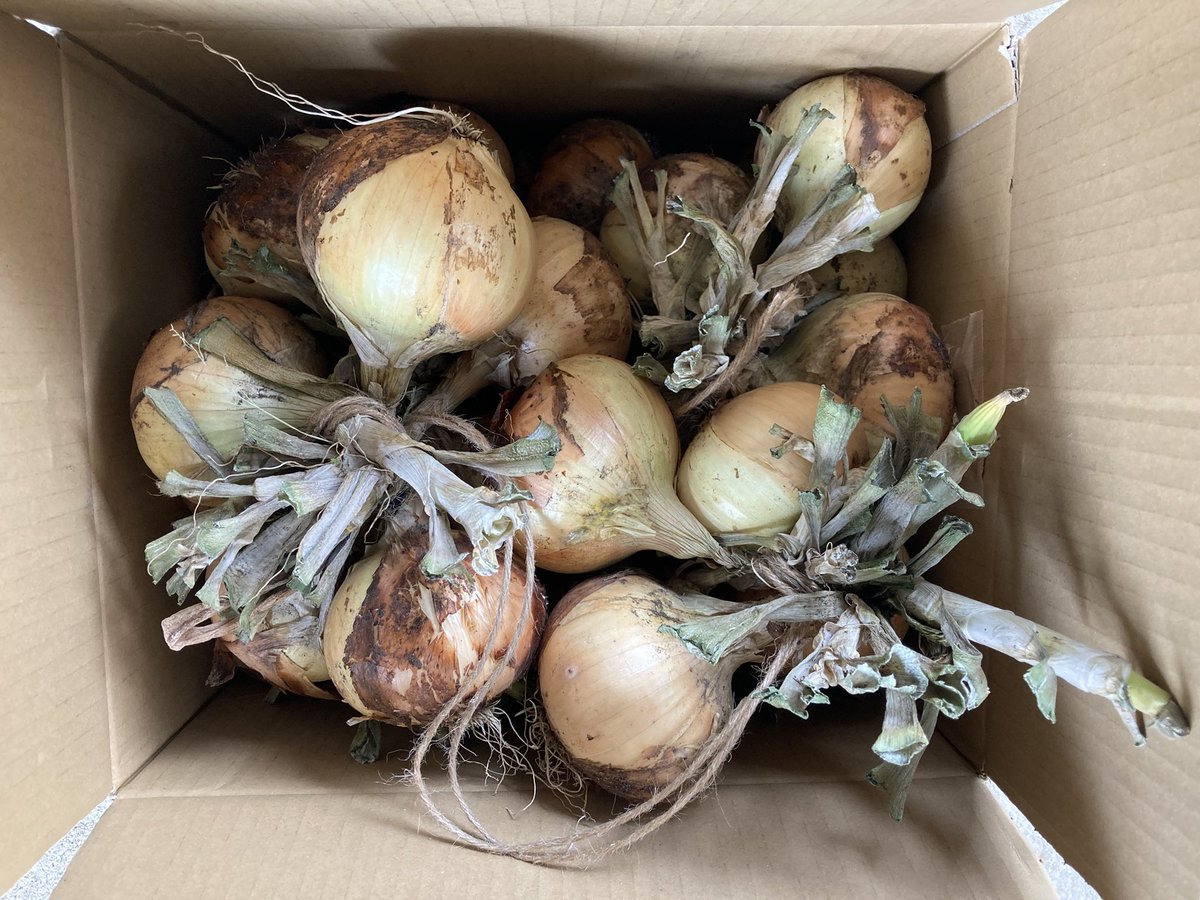 こんにちは😃
N-BOXおじさんDEATH😈
今日はN-BOXちゃんの1ヶ月点検しに枚方市のホンダまで下道2時間かけて来たサターン😈
点検終わったら妹の家までウチの畑で収穫した新玉ねぎをお土産に🧅
行きは下道で来たけど、さすがに渋滞で疲れたので帰りは楽して高速乗って帰ろうかなw
知らんけど🤤