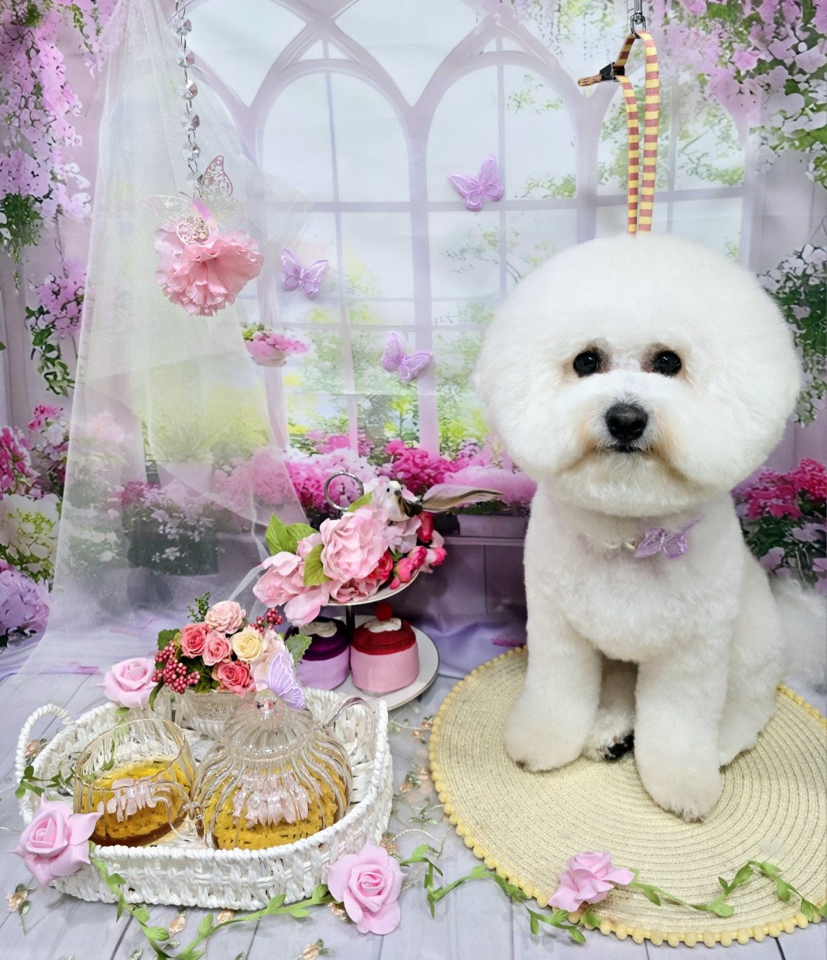 もち丸（mochimaru）🐻‍❄️🍡 | さんぽついでに、 花粉も運ん