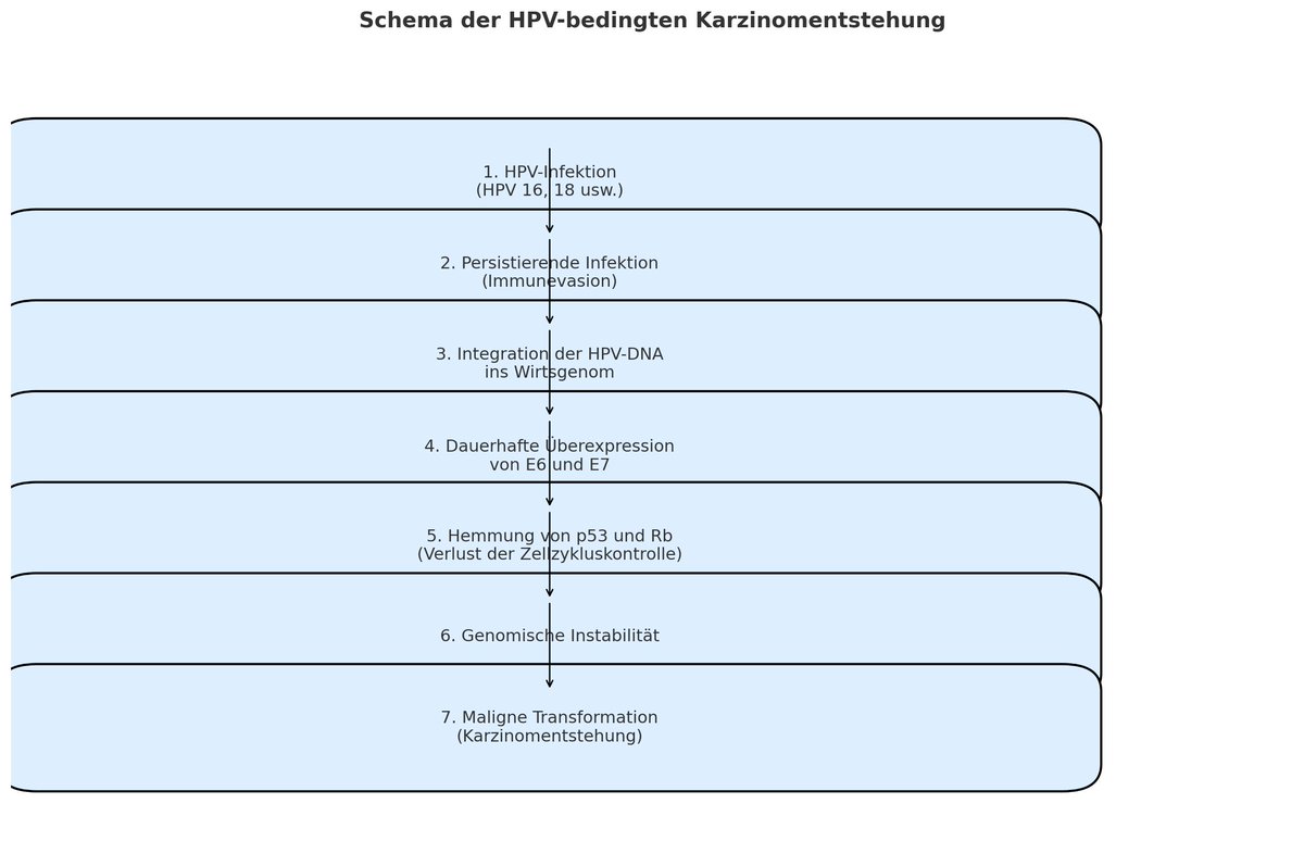 Eine Hypothese zur Karzinomentstehung durch die Humanen Papillomviren 16 und 18.
