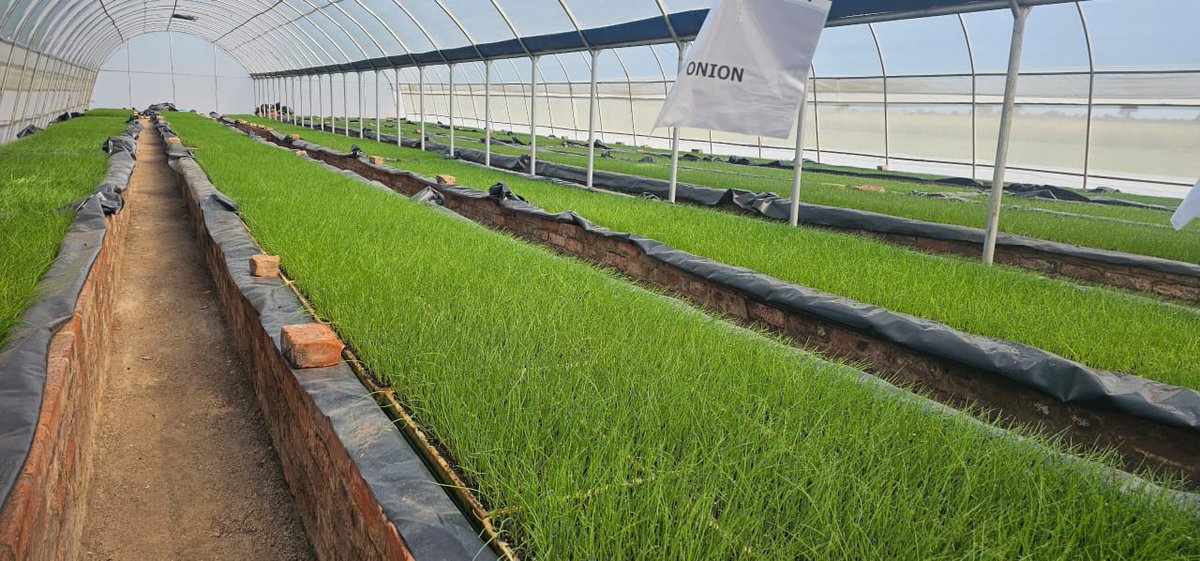 Mudhumeni Wabantu: (@celinahatidani) on Twitter photo Ready to go seedlings available <a href="/KutsagaResearch/">Kutsaga Research</a>
Look at the neatness😊
Varieties available: #Syngenta Yellow Star and Africa Red with a storability period of 4 months plus.
Call +263774211728 to book. Ready to go seedlings available <a href="/KutsagaResearch/">Kutsaga Research</a>
Look at the neatness😊
Varieties available: #Syngenta Yellow Star and Africa Red with a storability period of 4 months plus.
Call +263774211728 to book.