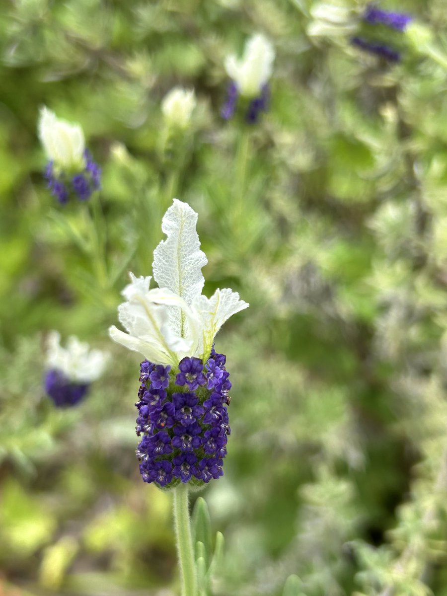 我が家のお庭のフレンチラベンダーが咲き始めました🪻✨
自然に任せすぎているので😅
今年はダメかなぁと思っていたけれど咲いてくれて嬉しい🥰