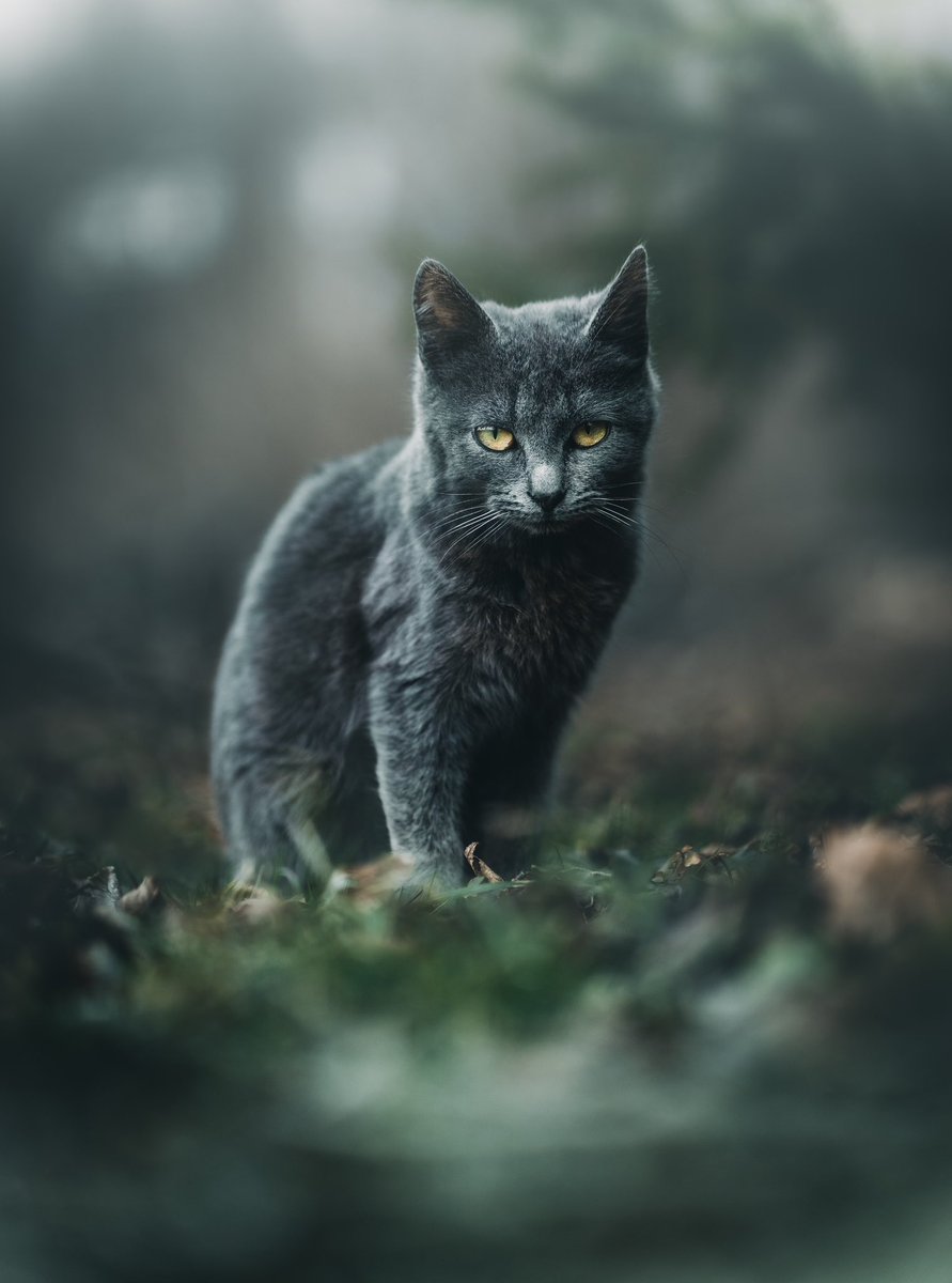 lord of the cats tweet media