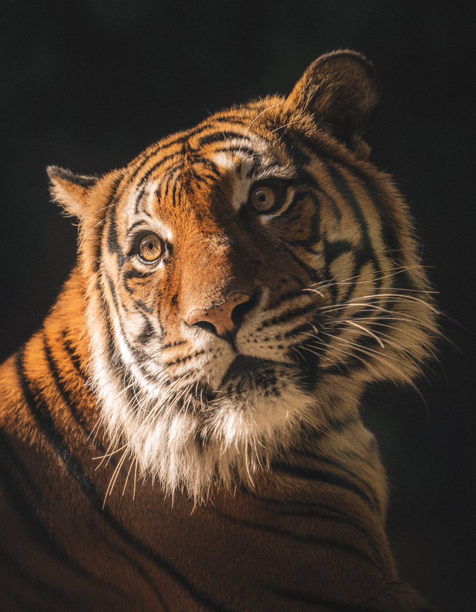 lord of the cats tweet media