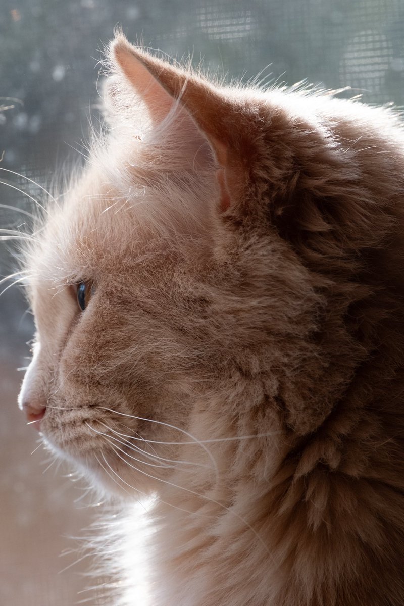 lord of the cats tweet media