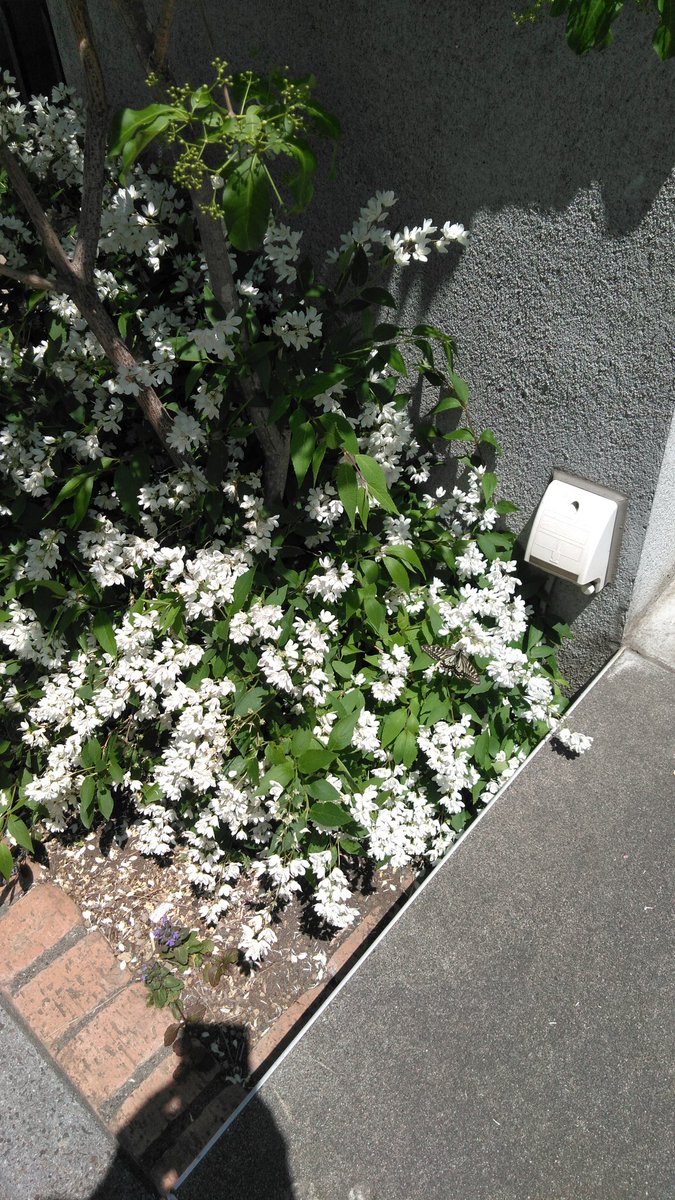 v5EaeDju's tweet photo. マルバウツギの花にアゲハが来ていました。(右下です)
日経先物は朝方に36000円台をつけましたが、連休を控えてか伸び悩んでいます。ここまで3000円近く上げたので､ひと休みですかね？半導体関係も安いものが見られました。 https://t.co/n8dNqk4Ost