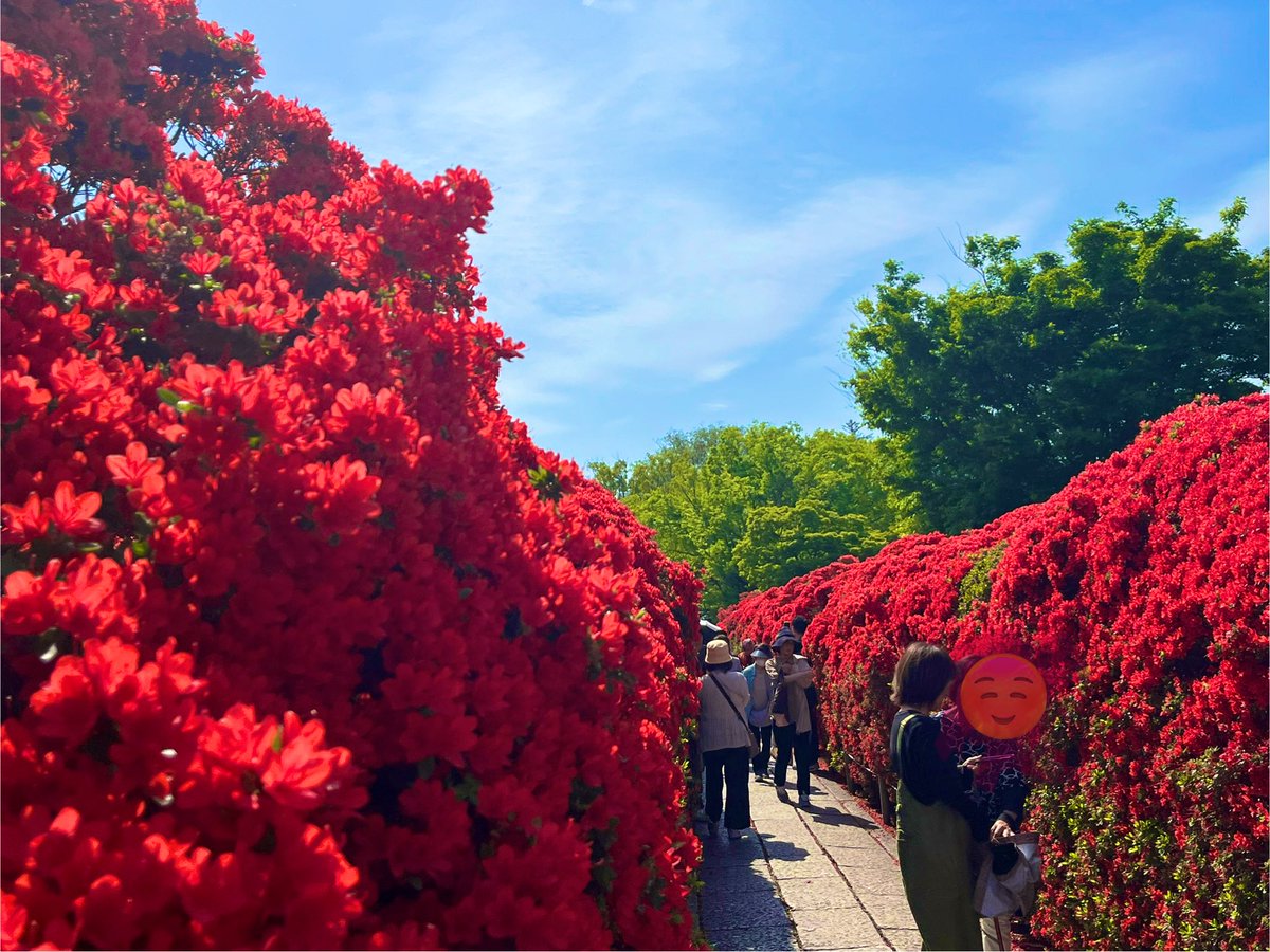 OoOo_TaTa15_15's tweet photo. 目が覚める赤🔴
真っ赤に染まる参道🔴
鮮やか！！キリシマツツジ🔴
満開の絶景を見て来ました✨

#京都　　#長岡天満宮⛩️
#キリシマツツジ

新緑とのコントラストが
美しい✨✨✨ 
　　　　
☆いよいよGWが始まる
　　　　　
　　　　27日iPhone📸 https://t.co/enADT3hfj1