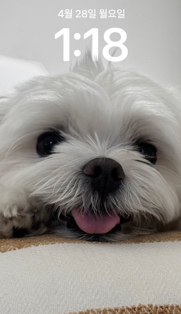 joyisthetics's tweet photo. 250428 — JOY ��

“(pic)”
“merong~🍏”
“(pic)”
“anyone who wants a wallpaper~🥰”
“hwaiting on monday..” https://t.co/6frTRs9grM