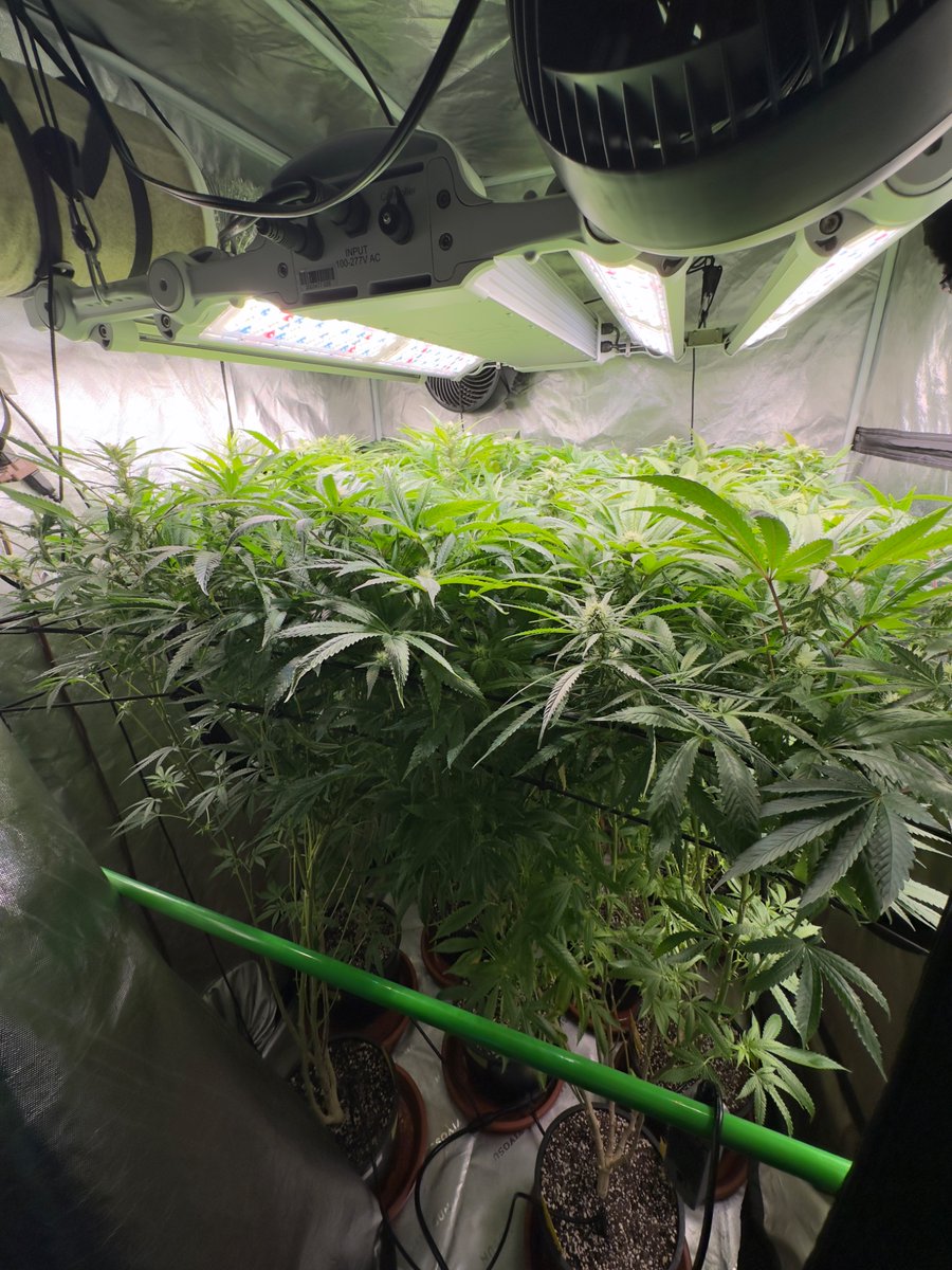 gasmanthegascan's tweet image. Before and after. 
Day 23 defoliation.
Light should penetrate the middles and lowers decently now. 
#smallbatch #craft #organic #livingsoil #growyourown #indoor #gardening #indoorgardening #cocoloco #hydroponics #cococoir #LED #hydro #humboldt