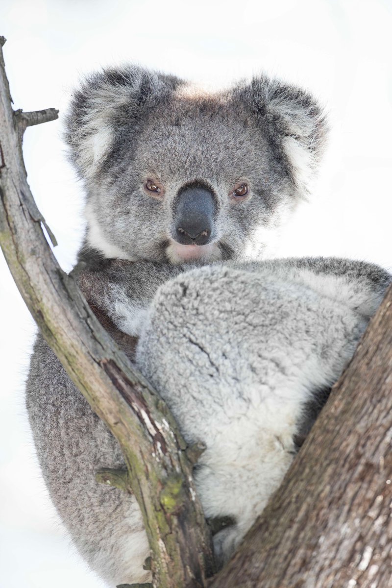 Bob Wong (@bbmwong.bsky.social) (@bbm_wong) on Twitter photo Explicit value trade-offs in conservation: integrating animal welfare. Check out our latest paper, led by Kate Lynch, in <a href="/Trends_Ecol_Evo/">Trends in Ecology & Evolution</a>. Click here for free access to the article for the next 50 days:
authors.elsevier.com/a/1kzlecZ3X3uwI
#BobWongLab
📸 Patrick Tomkins Explicit value trade-offs in conservation: integrating animal welfare. Check out our latest paper, led by Kate Lynch, in <a href="/Trends_Ecol_Evo/">Trends in Ecology & Evolution</a>. Click here for free access to the article for the next 50 days:
authors.elsevier.com/a/1kzlecZ3X3uwI
#BobWongLab
📸 Patrick Tomkins