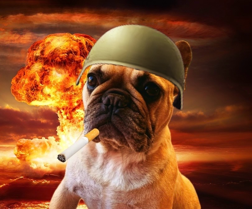 Solbids's tweet image. #trencher is moving and @grizzle_art gave us a meme of her dog #trenchdog 

and it's sub 100k make it make sense bros

3ABTR74XeSC9FyhHbfULckJDJmUhqA3dZmy82EuNosKY