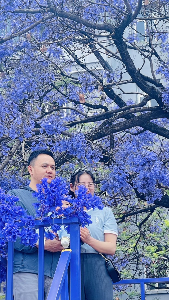 djqzzmc's tweet photo. 黃了枇杷
紅了櫻桃
綠了芭蕉
紫了藍楹 https://t.co/LtlT23jDcV