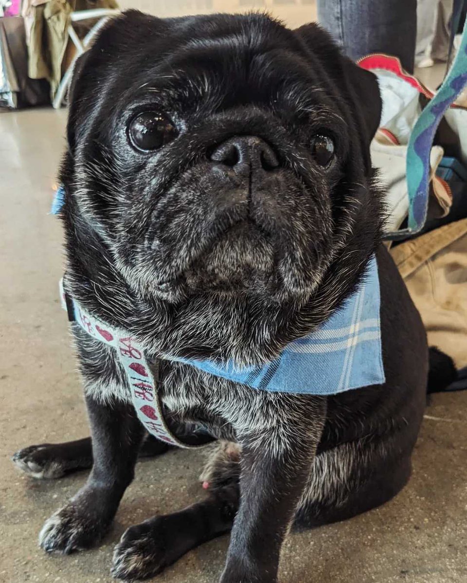 teravarna's tweet image. Art, animals, and amazing performances — just another normal day at Superfine! 🐾🎨✨
@thesuperfair @teravarna
.
.
.
.
.
.
.
.
.
#SuperfineArtFair #Day3Vibes #Booth117 #ArtFair2025 #SuperfineNYC #NYCArtScene #ArtExhibition #SupportLivingArtists #contemporaryartwork